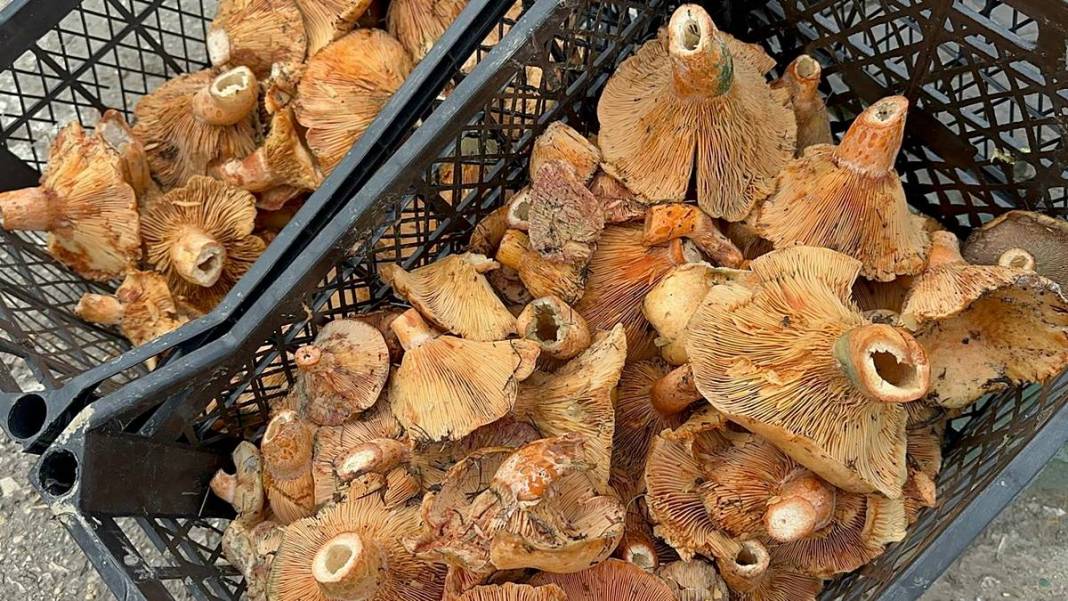 Dağlardan bereket fışkırdı, köylünün yüzü güldü! Kilosu 100 TL'ye kadar düştü 4